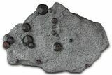 Plate of + Red Embers Garnets in Graphite - Massachusetts #375804-1